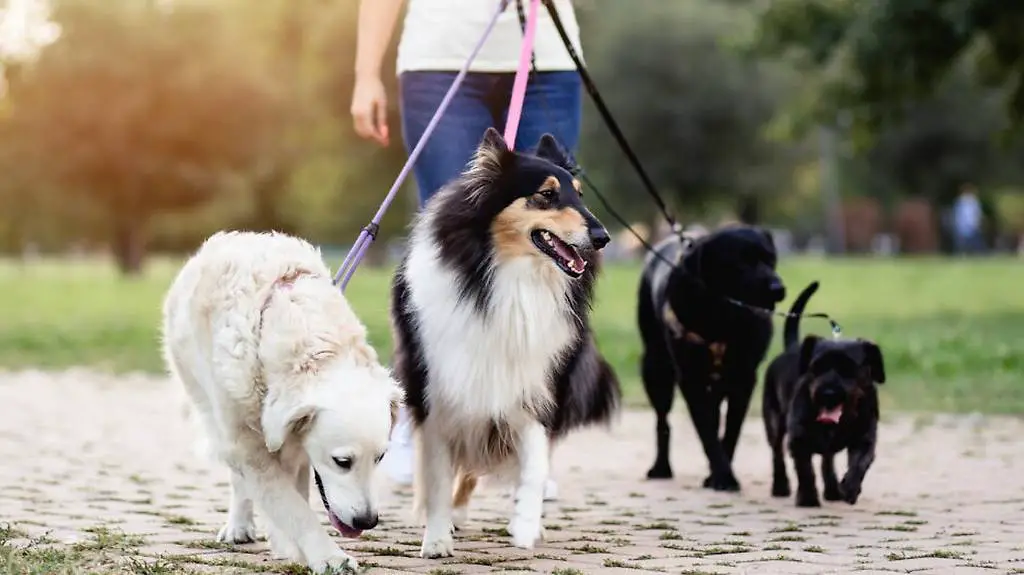 Dogsitter per i vostri cani