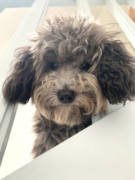 Caniche Toy mâle gris - saillie