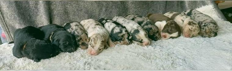 Goldencollie Aussiedor Welpen/Familien und Anfänger Hunde