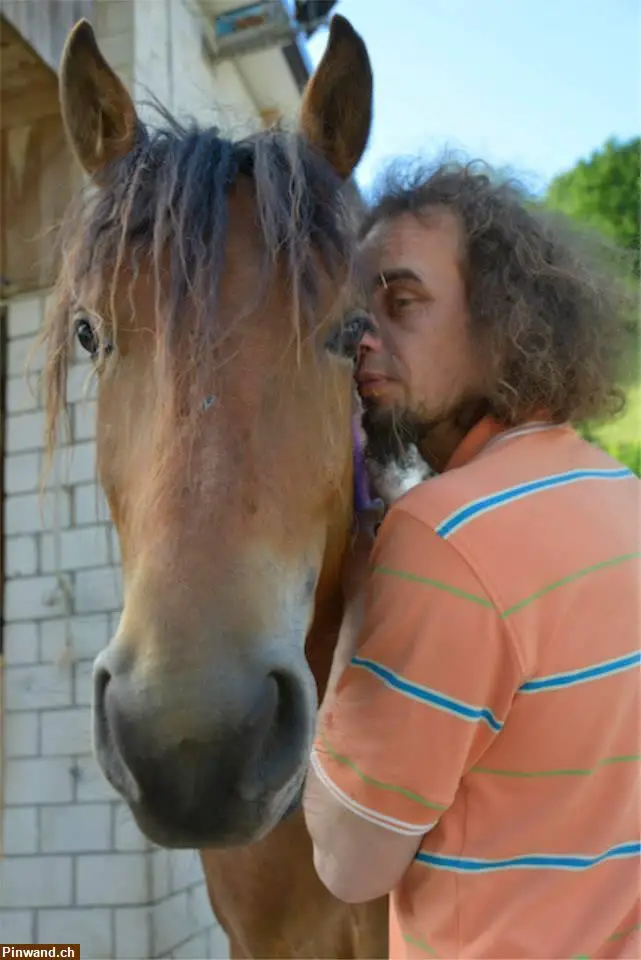 Suche Job als Pferdepfleger, Land- und Forstwirtschaft, etc.