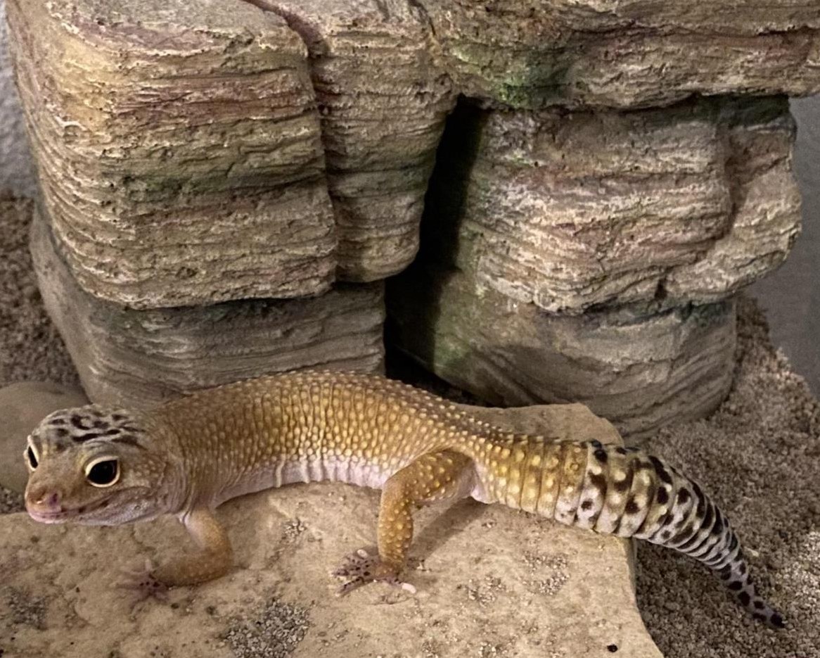 Leopardgecko sucht neues Zuhause