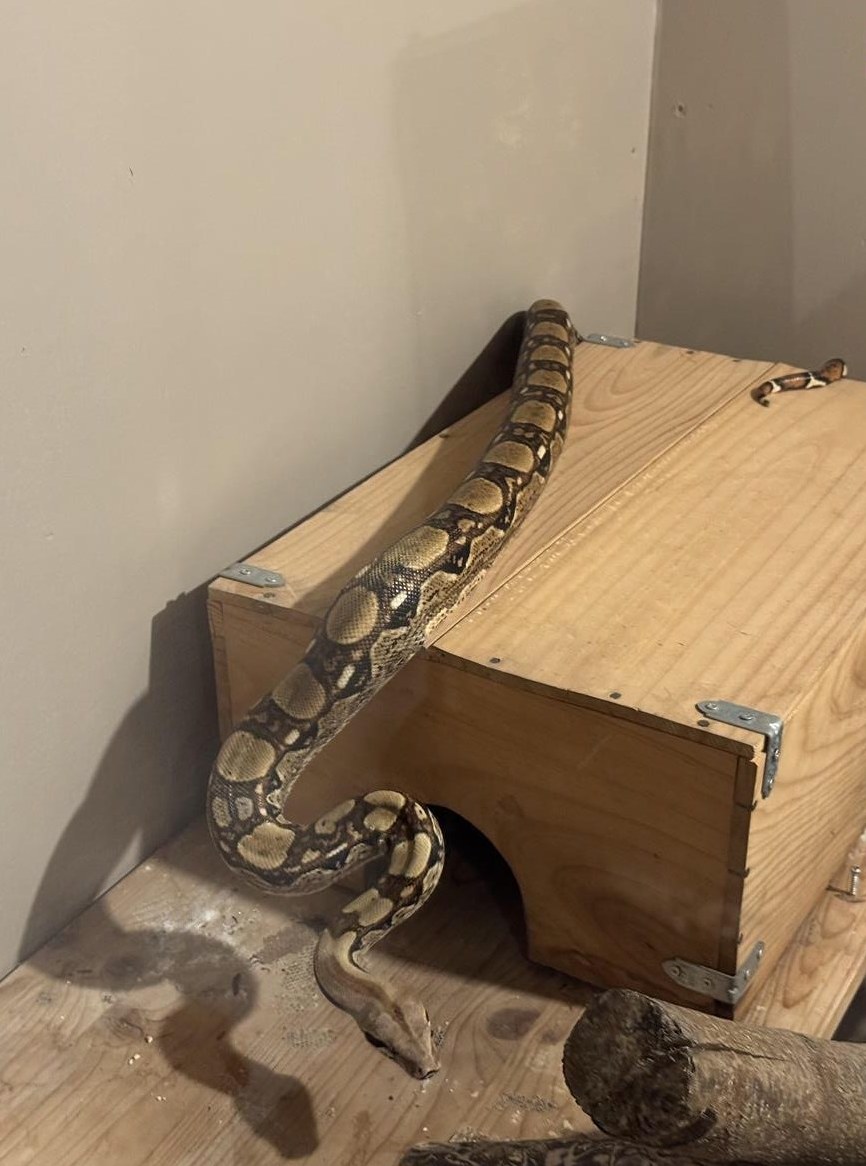 Boa constrictor imperator – Hugo sucht ein Zuhause