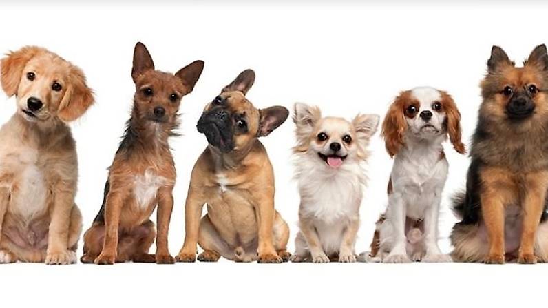 Hundesitter auf selbständiger Basis gesucht