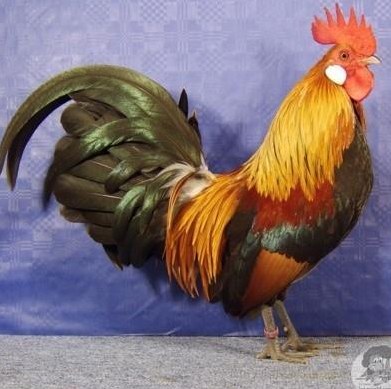 Holländische Zwerghühner abzugeben