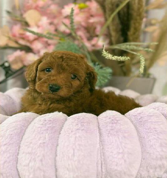 Toypudel Toypoo Pudel Welpen