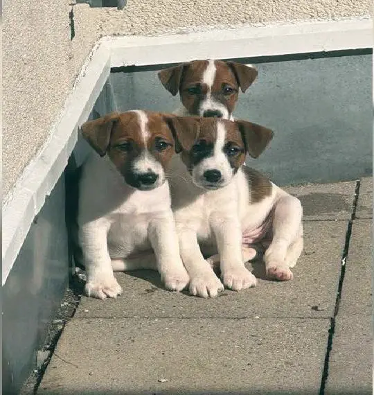 Süsse Foxterier Welpen zu verkaufen