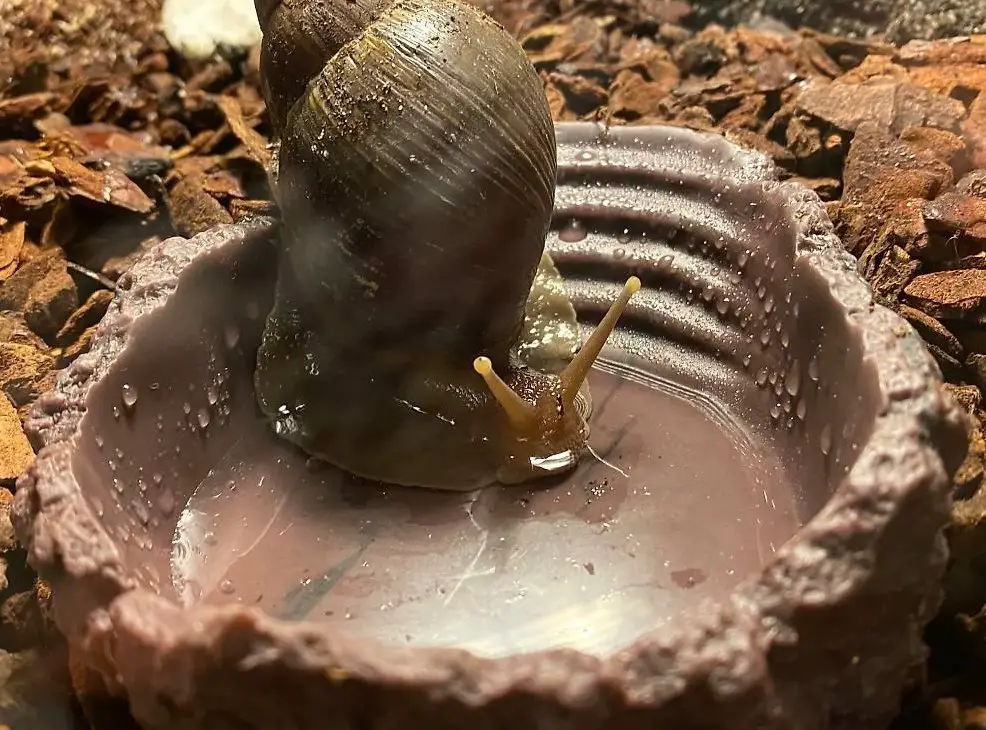 Achatschnecken zu verkaufen / vermieten