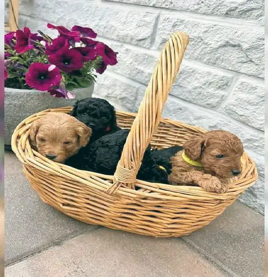 Wunderschöne Cockapoo Welpen