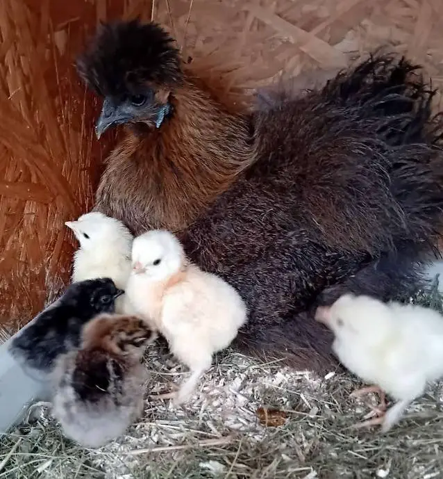 Bruteier von grossen Seidenhühner