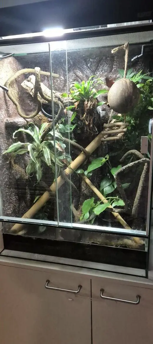 Terrarium 80x60x40cm mit Zubehör zu verkaufen