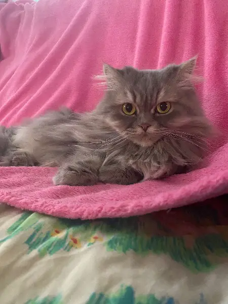 Verkaufe Perser Katze