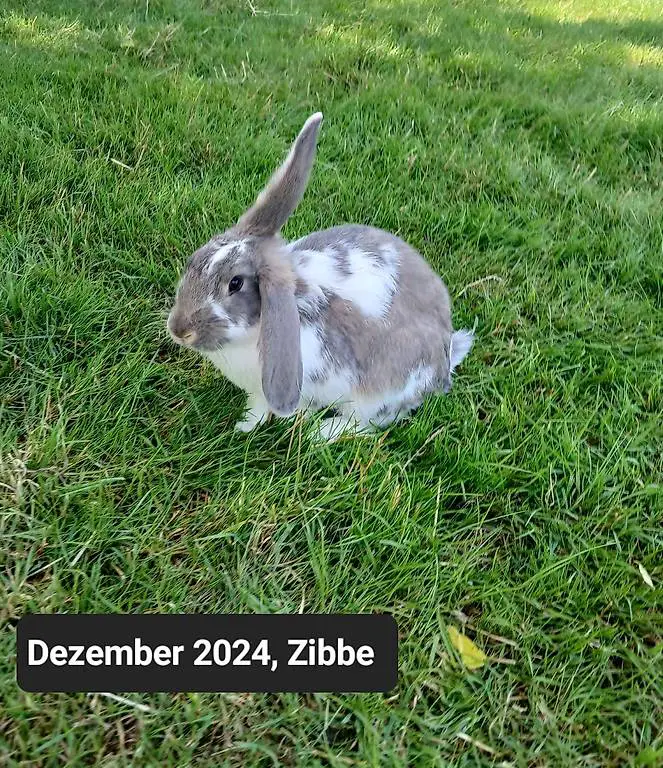 Französische Widder Zibben und Rammler