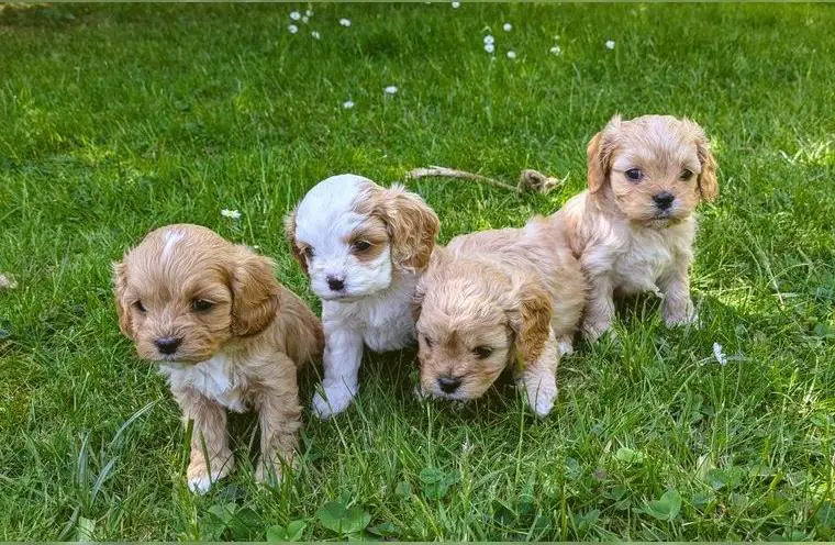 Super süsse Cavapoo -Welpen, Cavalier King Charles Spaniel x Zwergpudel