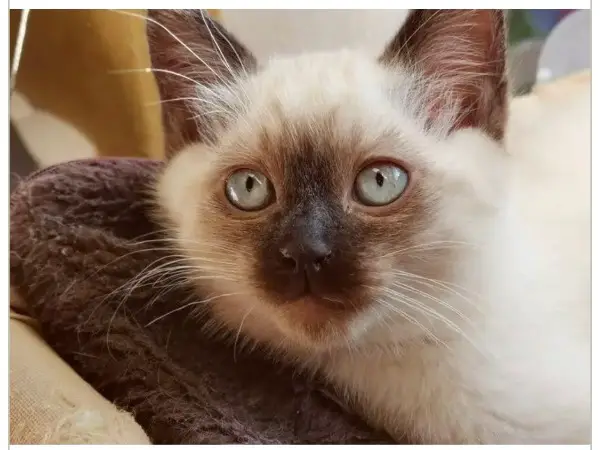 Suche Siam-mix mädchen