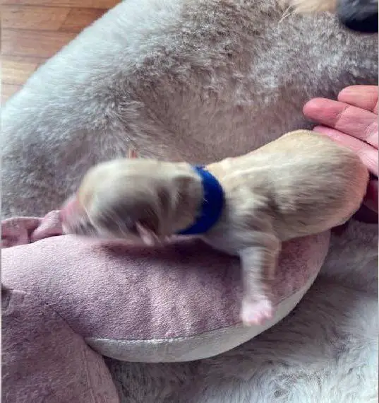 Bildhübsche Havapoo Welpen