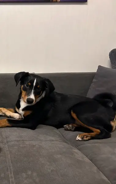 Appenzeller Sennenhund