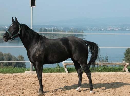 Western Quartier Stute sucht ReiterIn, Raum Küssnacht SZ