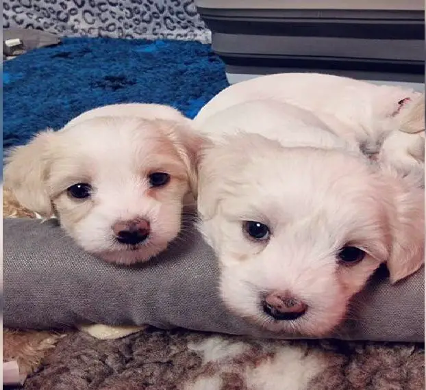 Weisse Maljack - Malteser mix mit Jack Russel Terrier