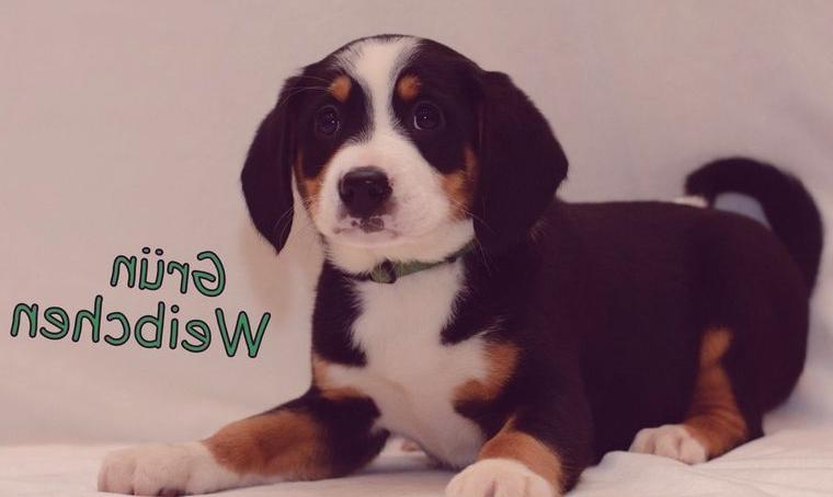 Süsse Entlebucher Sennenhund Welpen