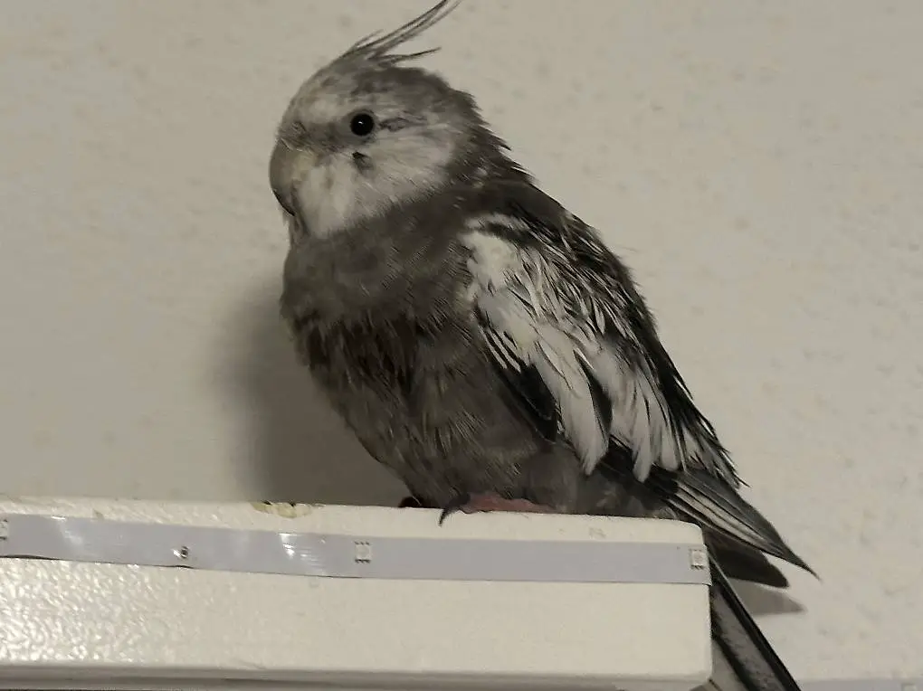 Zwei junge Sittiche zu verkaufen