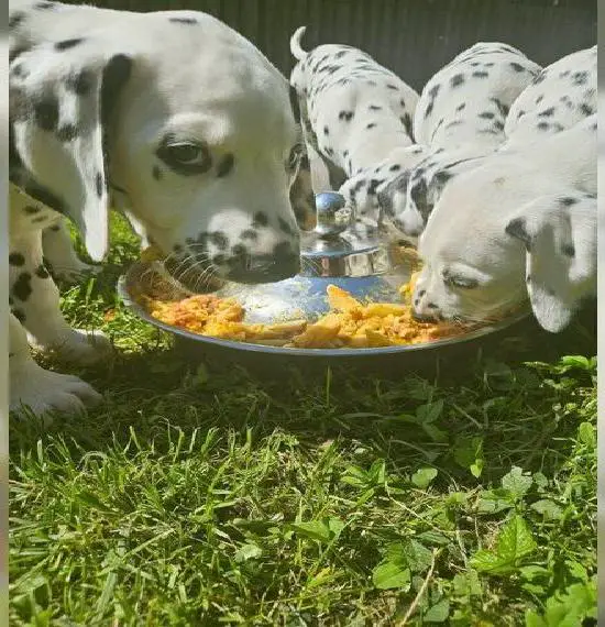 Dalmatiner Welpen: 7 muntere Welpen ziehen bald aus