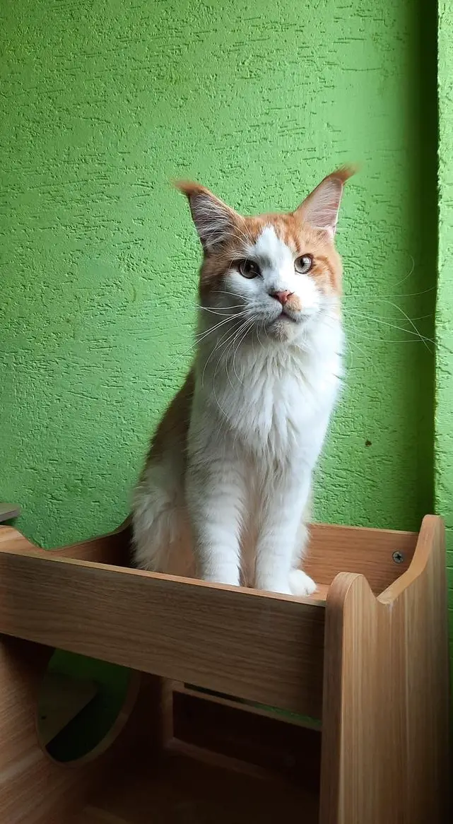 Maine Coon Boy, 1-jährig, kastriert mit Stammbaum