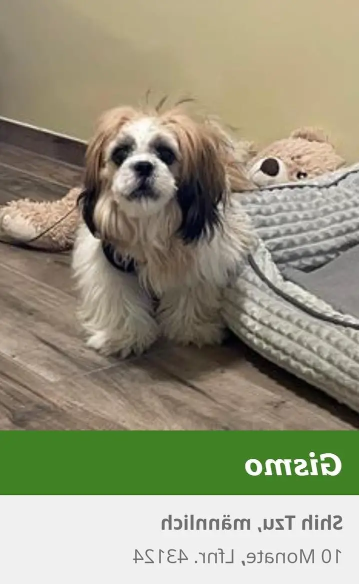 Hunde Vermittlung aus Tierheimen und Tierschutz