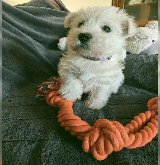 West Highland White Terrier, Westi, Westy, Westies