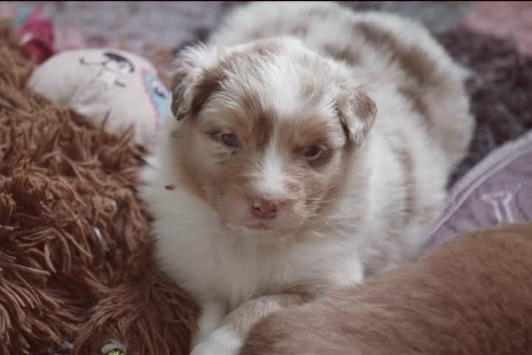 Australian Shepherd Welpen in allen Farben