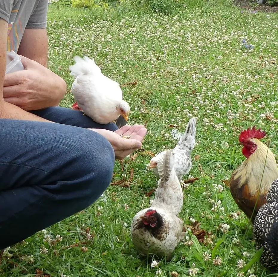 Bruteier und Küken Zwergrasse Serama