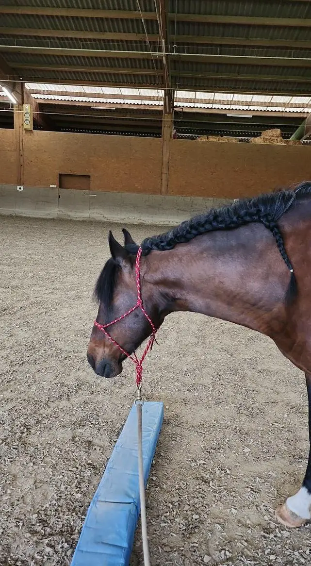 P.R.E Wallach, sehr Menschenbezogen