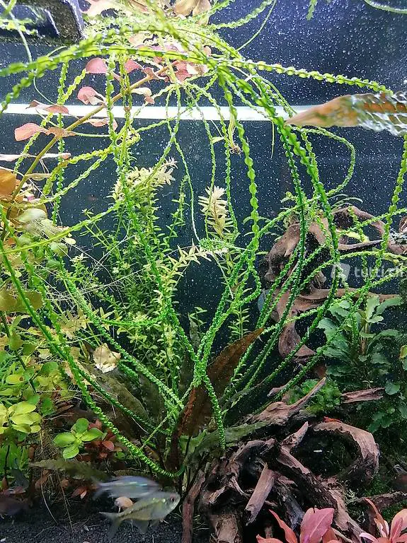 Crinum calamistratum Aquarium Pflanzen