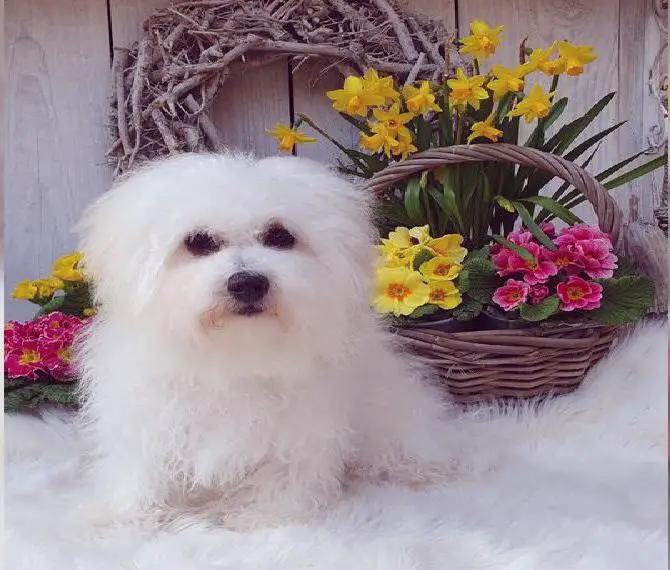 Bologneser Hündin 7 Monate alt