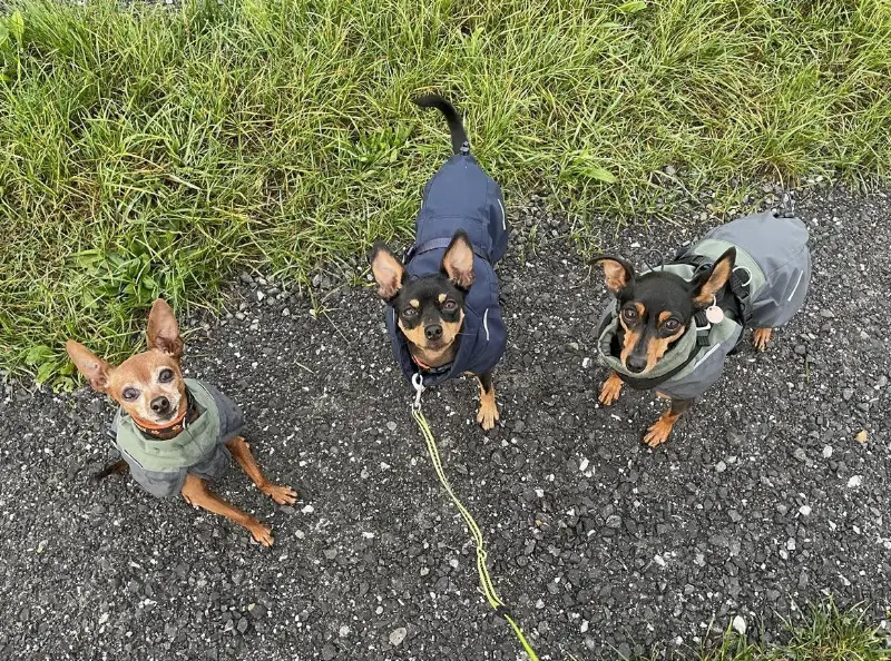 Ruhige Einliegerwohnung GESUCHT, Region Reiden LU