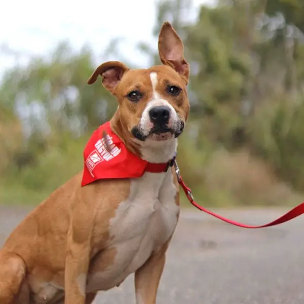 ELENOR, tolle Mixhündin, ca. 4 Jahre, 44cm, 21kg