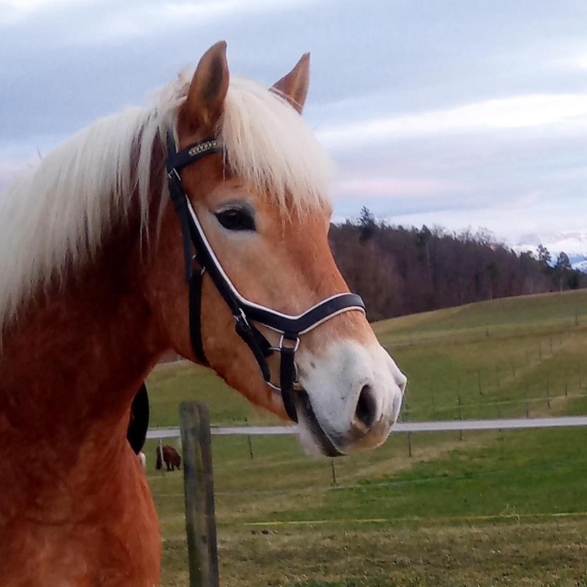 7-jähriger Haflinger Wallach