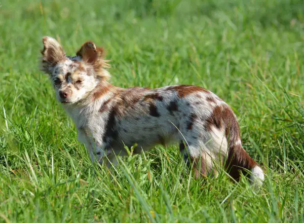 Chihuahua Welpen zu verkaufen