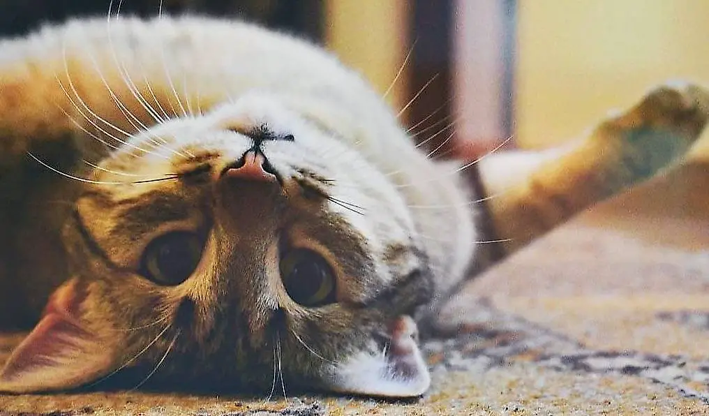 Tierbetreuung mit Herz & Verstand - Katzen, Hunde&Kleintiere