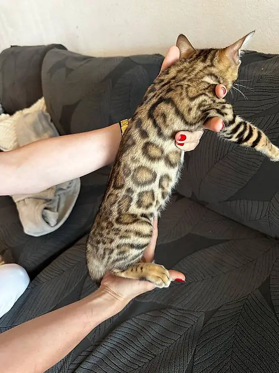 Bengal Kitten suchen neues zu Hause