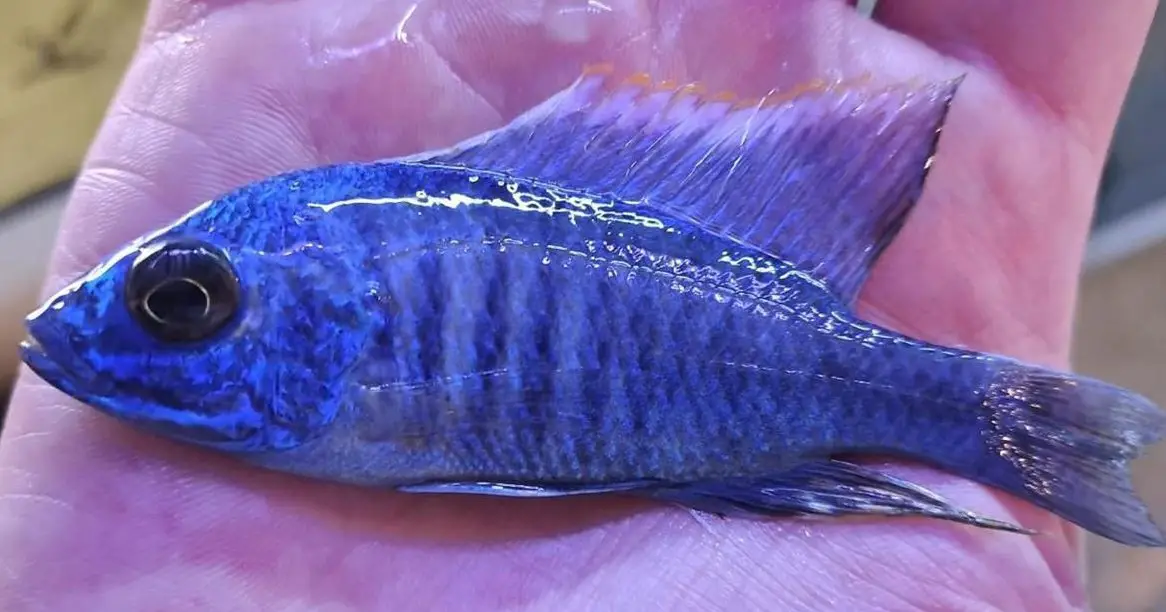 Verschiedene Malawi Barsche sehr schön gefärbt abzugeben