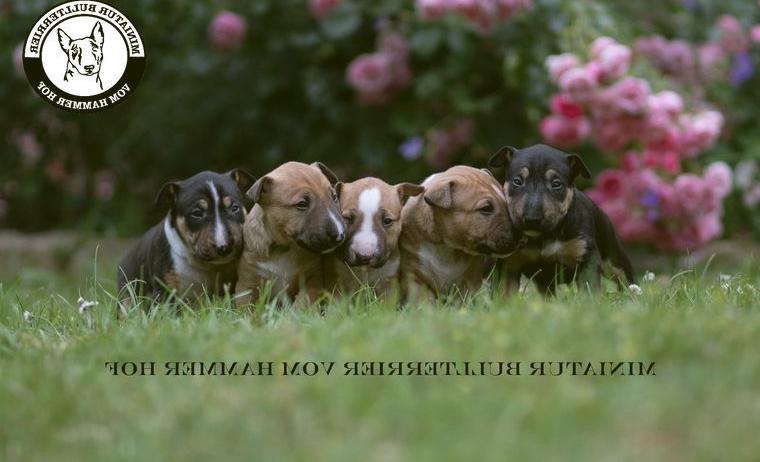 ABGABEBEREITMiniatur Bullterrier Welpen mit Ahnentafel