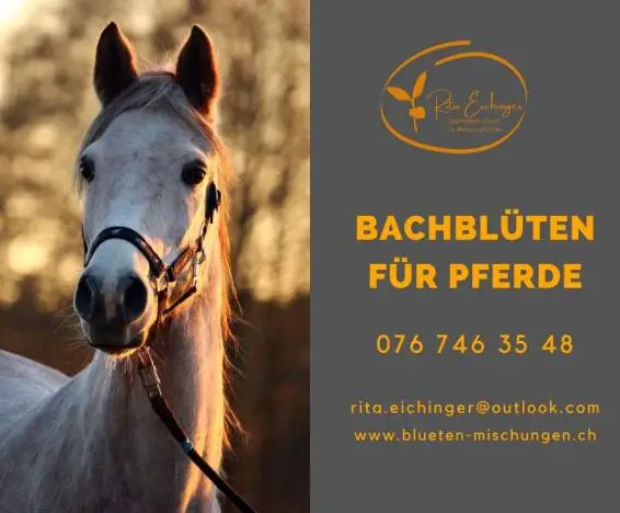 Individuelle Bachblüten-Mischungen für Pferde