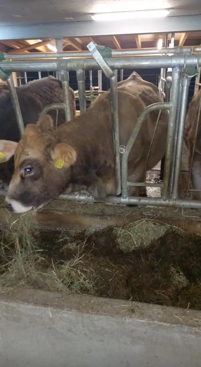 F1 Mutterkuhrind / Mutterkuh / Rind / Kuh