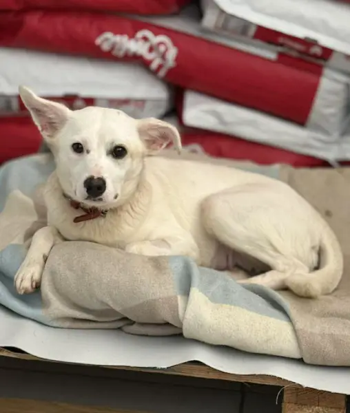 Bianca, Mischlingshündin, ca. 1,10 Jahre, z.zt. in Griechenland