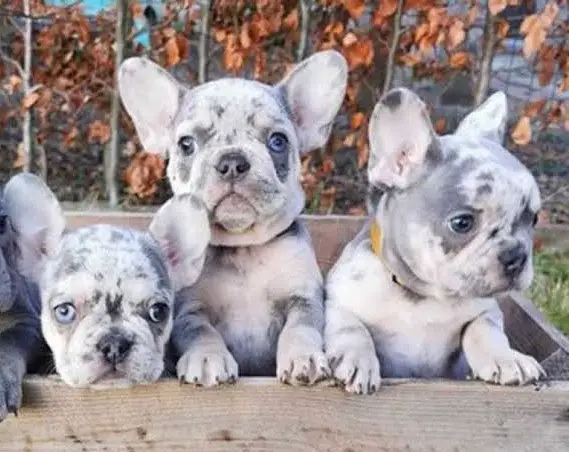 Bouledogue francese - bulldog