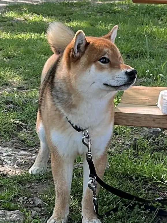 Shiba Inu Rüde sehr kinderlieb und stubenrein