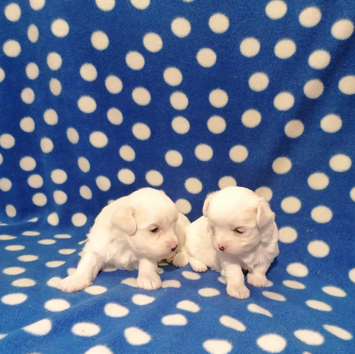 Malteser Welpen mit Stammbaum zu verkaufen