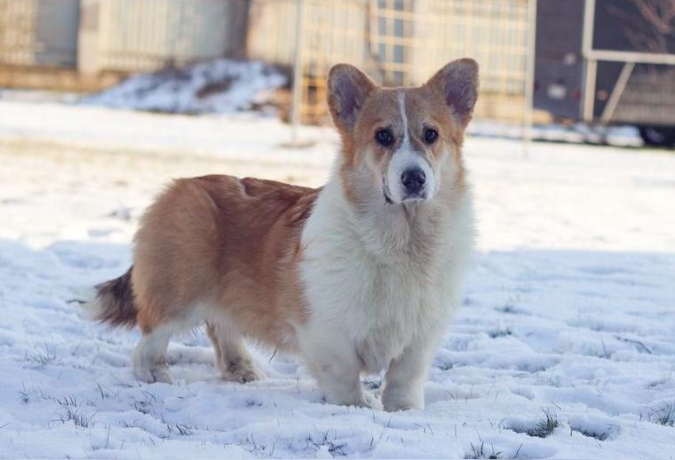 Welsh Corgi Pembroke Welpen