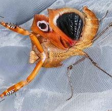 Deroplatys desiccata / Tote Blatt Mantis zu verkaufen