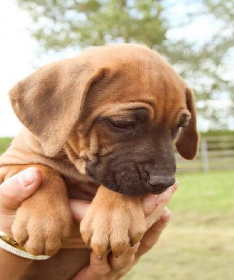 RHODESIAN RIDGEBACK Reinrassige WELPEN - Wurfplanung